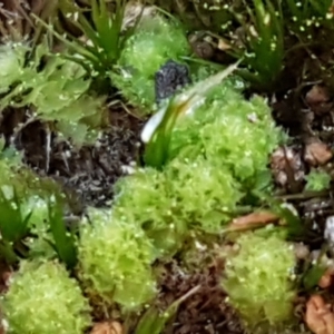 Fossombronia sp. (genus) at Bruce, ACT - 30 May 2021