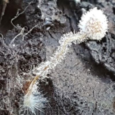 Unidentified Club or stalk (maybe a forked or broader apex) at Bruce, ACT - 30 May 2021 by tpreston