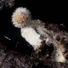 Unverified at suppressed - suppressed