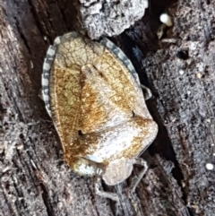 Pentatomidae (family) (Shield or Stink bug) at Bruce, ACT - 30 May 2021 by trevorpreston