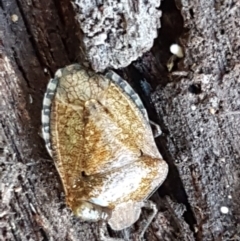 Pentatomidae (family) at Bruce, ACT - 30 May 2021