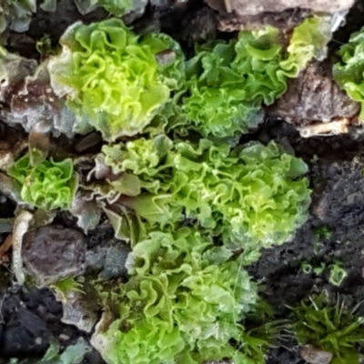 Fossombronia sp. (genus) (A leafy liverwort) at Bruce Ridge - 30 May 2021 by trevorpreston