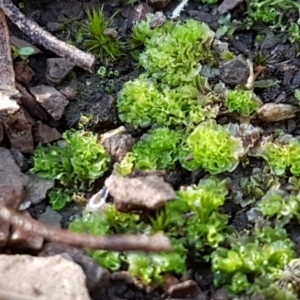 Fossombronia sp. (genus) at Bruce, ACT - 30 May 2021