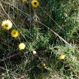 Xerochrysum viscosum at Boro, NSW - 29 May 2021