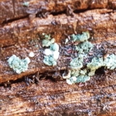 Trichoderma 'green fluffy' at Bruce, ACT - 30 May 2021
