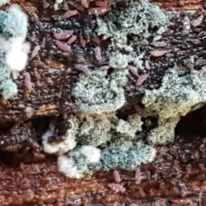 Trichoderma 'green fluffy' at Bruce, ACT - 30 May 2021