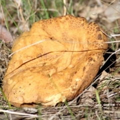 Phlebopus marginatus (Giant Bolete) at Wodonga, VIC - 30 May 2021 by Kyliegw