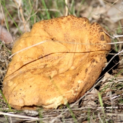 Phlebopus marginatus (Giant Bolete) at Wodonga, VIC - 30 May 2021 by Kyliegw