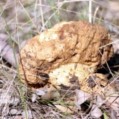 Phlebopus marginatus at WREN Reserves - 30 May 2021