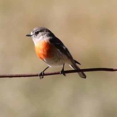 Petroica boodang (Scarlet Robin) at Wodonga - 30 May 2021 by Kyliegw