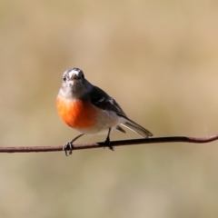 Petroica boodang at Wodonga, VIC - 30 May 2021