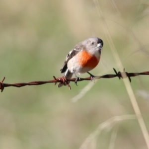 Petroica boodang at Wodonga, VIC - 30 May 2021