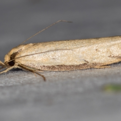 Philobota mathematica group undescribed species. (A concealer moth) at Melba, ACT - 16 Nov 2020 by Bron