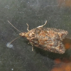 Thrincophora impletana (a Tortrix moth) at Flynn, ACT - 28 May 2021 by Christine