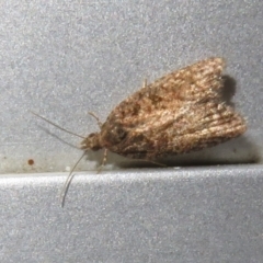 Thrincophora impletana at Flynn, ACT - 28 May 2021