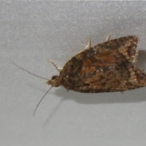 Thrincophora impletana at Flynn, ACT - 28 May 2021