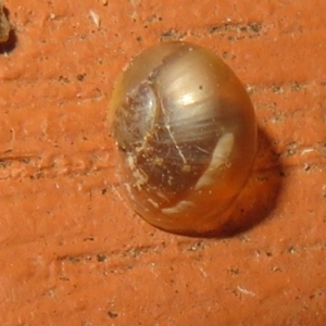 Cornu aspersum at Flynn, ACT - 29 May 2021 02:42 PM