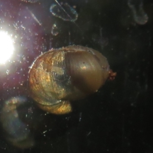 Cornu aspersum at Flynn, ACT - 29 May 2021 02:42 PM