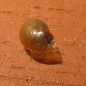 Cornu aspersum at Flynn, ACT - 29 May 2021 02:42 PM