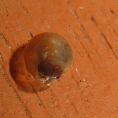 Cornu aspersum at Flynn, ACT - 29 May 2021 02:42 PM