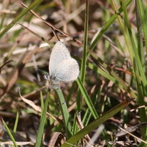 Zizina otis at WREN Reserves - 30 May 2021 10:45 AM