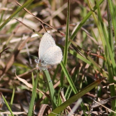 Zizina otis (Common Grass-Blue) at Wodonga, VIC - 30 May 2021 by Kyliegw