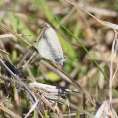 Zizina otis at WREN Reserves - 30 May 2021