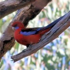 Platycercus elegans (Crimson Rosella) at Wodonga, VIC - 30 May 2021 by Kyliegw