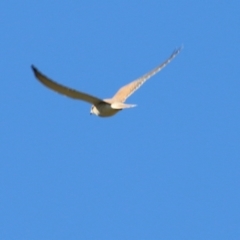 Falco cenchroides (Nankeen Kestrel) at Wodonga - 30 May 2021 by Kyliegw