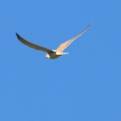 Falco cenchroides (Nankeen Kestrel) at Wodonga, VIC - 30 May 2021 by KylieWaldon