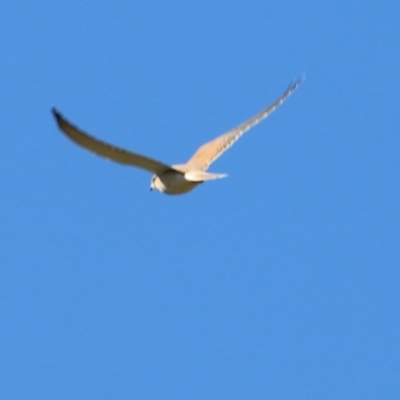 Falco cenchroides (Nankeen Kestrel) at Wodonga - 30 May 2021 by Kyliegw