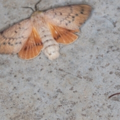 Entometa undescribed species nr fervens (Common Gum Snout Moth) at Melba, ACT - 15 Nov 2020 by Bron