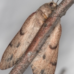 Entometa undescribed species nr fervens at Melba, ACT - 15 Nov 2020