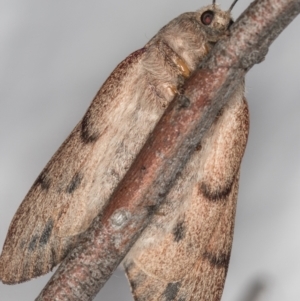 Entometa undescribed species nr fervens at Melba, ACT - 15 Nov 2020 10:32 PM