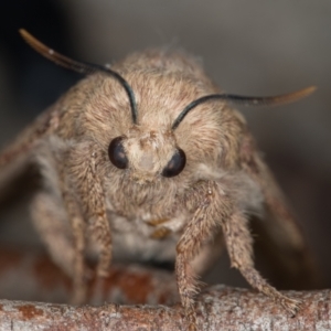 Entometa undescribed species nr fervens at Melba, ACT - 15 Nov 2020