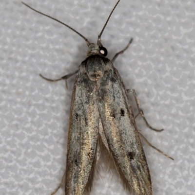 Oecophoridae (family) (Unidentified Oecophorid concealer moth) at Melba, ACT - 13 Nov 2020 by Bron