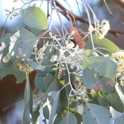 Eucalyptus polyanthemos subsp. vestita (Red Box) at Wodonga - 30 May 2021 by Kyliegw