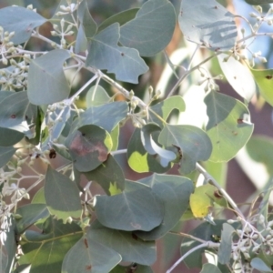 Eucalyptus polyanthemos subsp. vestita at WREN Reserves - 30 May 2021