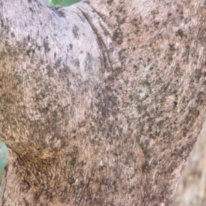 Eucalyptus polyanthemos subsp. vestita at WREN Reserves - 30 May 2021