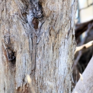 Eucalyptus polyanthemos subsp. vestita at WREN Reserves - 30 May 2021 10:12 AM