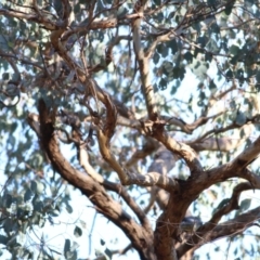 Eucalyptus polyanthemos subsp. vestita at WREN Reserves - 30 May 2021