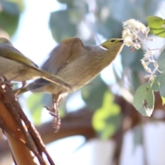 Ptilotula penicillata (White-plumed Honeyeater) at Wodonga, VIC - 30 May 2021 by Kyliegw