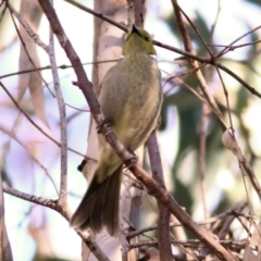 Ptilotula penicillata at WREN Reserves - 30 May 2021