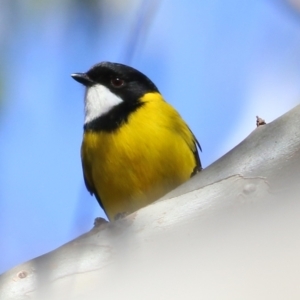 Pachycephala pectoralis at WREN Reserves - 30 May 2021 10:10 AM