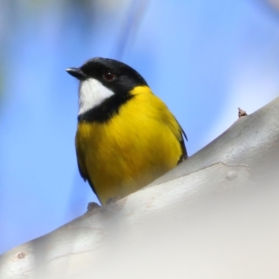 Pachycephala pectoralis (Golden Whistler) at Wodonga - 30 May 2021 by Kyliegw