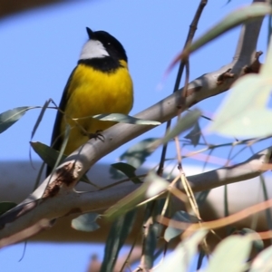 Pachycephala pectoralis at WREN Reserves - 30 May 2021 10:10 AM