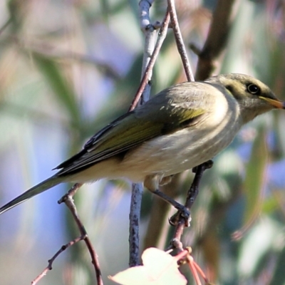 Ptilotula fusca (Fuscous Honeyeater) at Wodonga, VIC - 29 May 2021 by Kyliegw