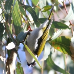 Melithreptus lunatus (White-naped Honeyeater) at WREN Reserves - 30 May 2021 by KylieWaldon