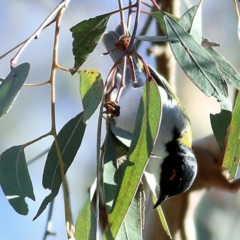 Melithreptus lunatus at WREN Reserves - 30 May 2021