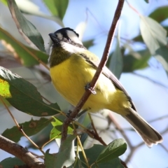 Falcunculus frontatus (Eastern Shrike-tit) at Wodonga, VIC - 30 May 2021 by KylieWaldon